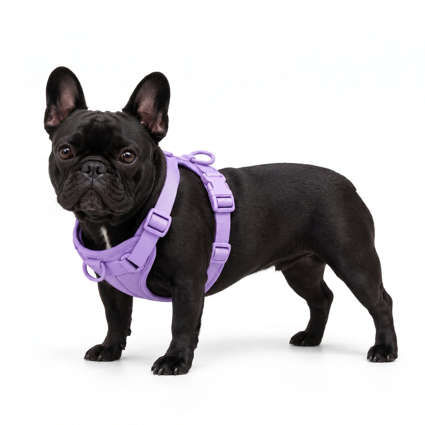 Wren Harness